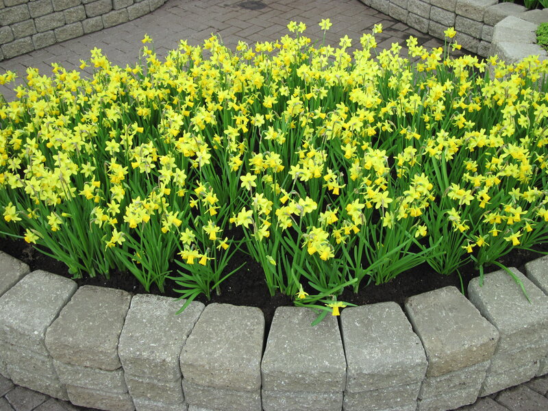 Yellow Daffodils in Planter