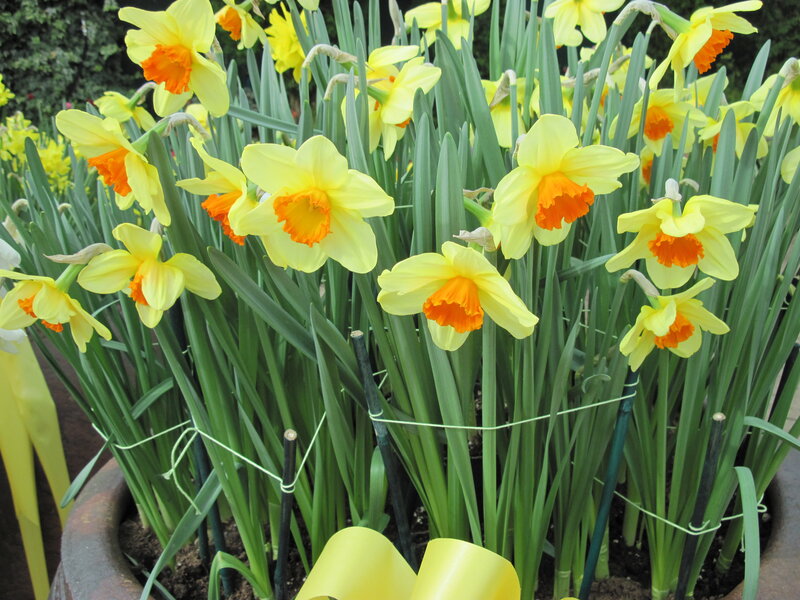 Yellow Daffodils in Pot — Bright, Spring