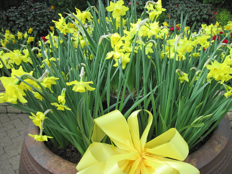 Yellow Daffodils in Pot — Bright