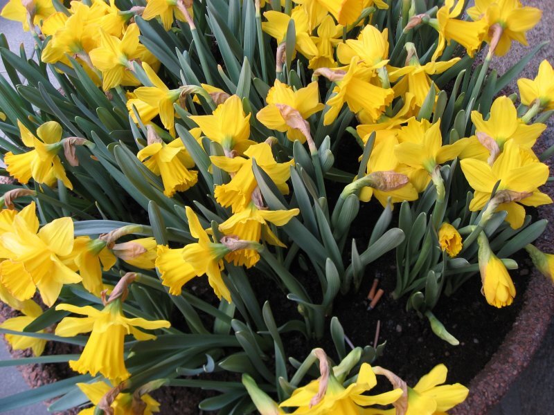 Yellow Daffodils in Pot