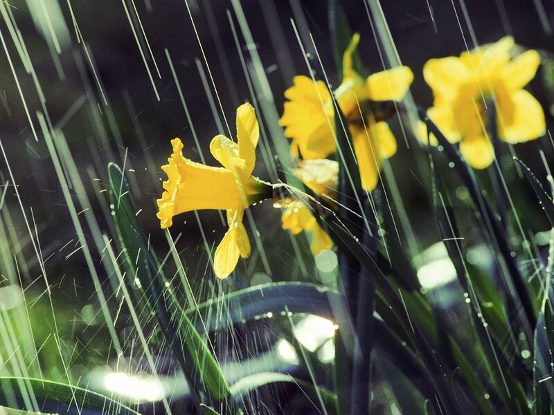 Yellow Daffodils in Rain