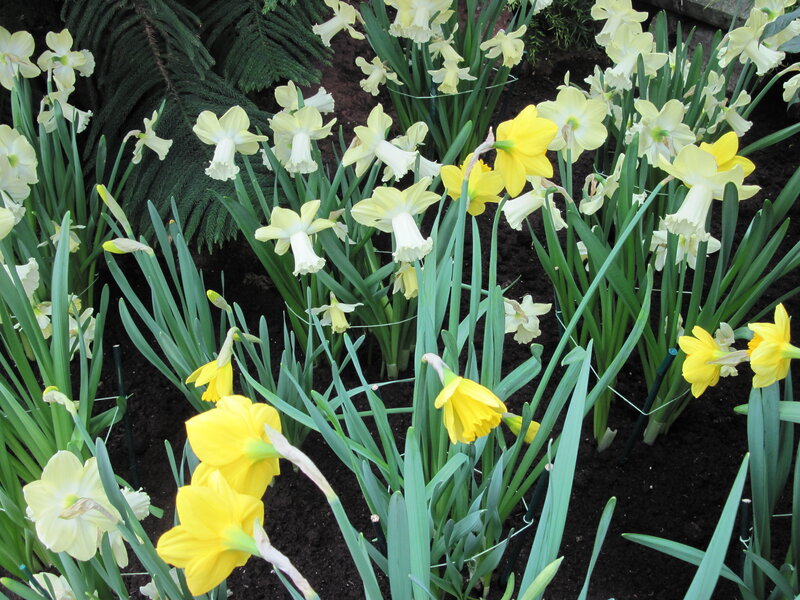 Yellow Daffodils in Soil — Calm
