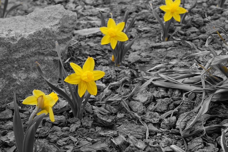 Yellow Daffodils in Soil — Serene, Spring