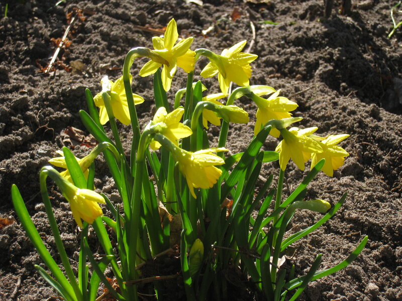 Yellow Daffodils in Soil — Serene