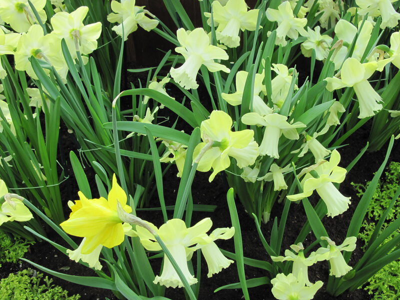 Yellow Daffodils in Soil