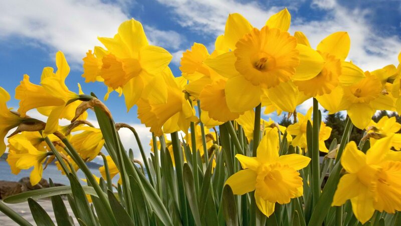 Yellow daffodils in spring