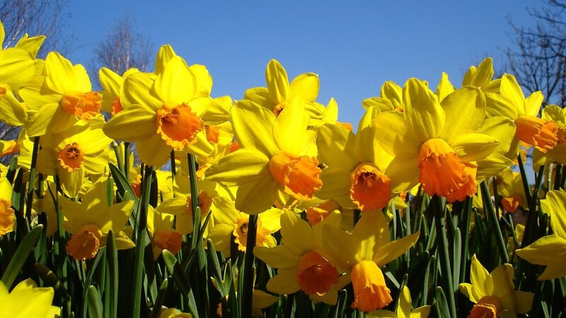 Yellow daffodils in spring