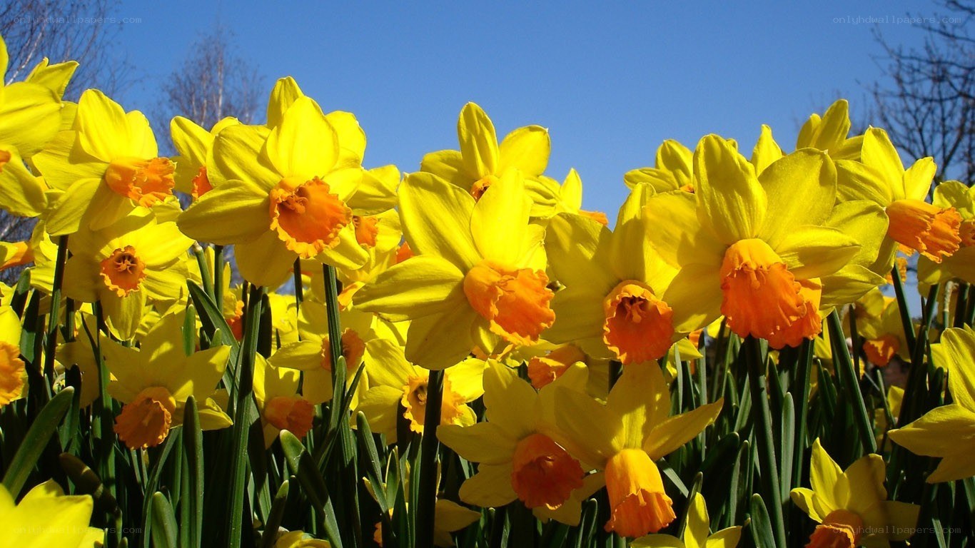 Yellow daffodils in spring