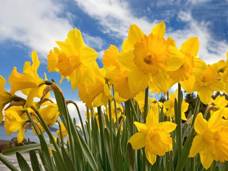 Yellow daffodils in spring