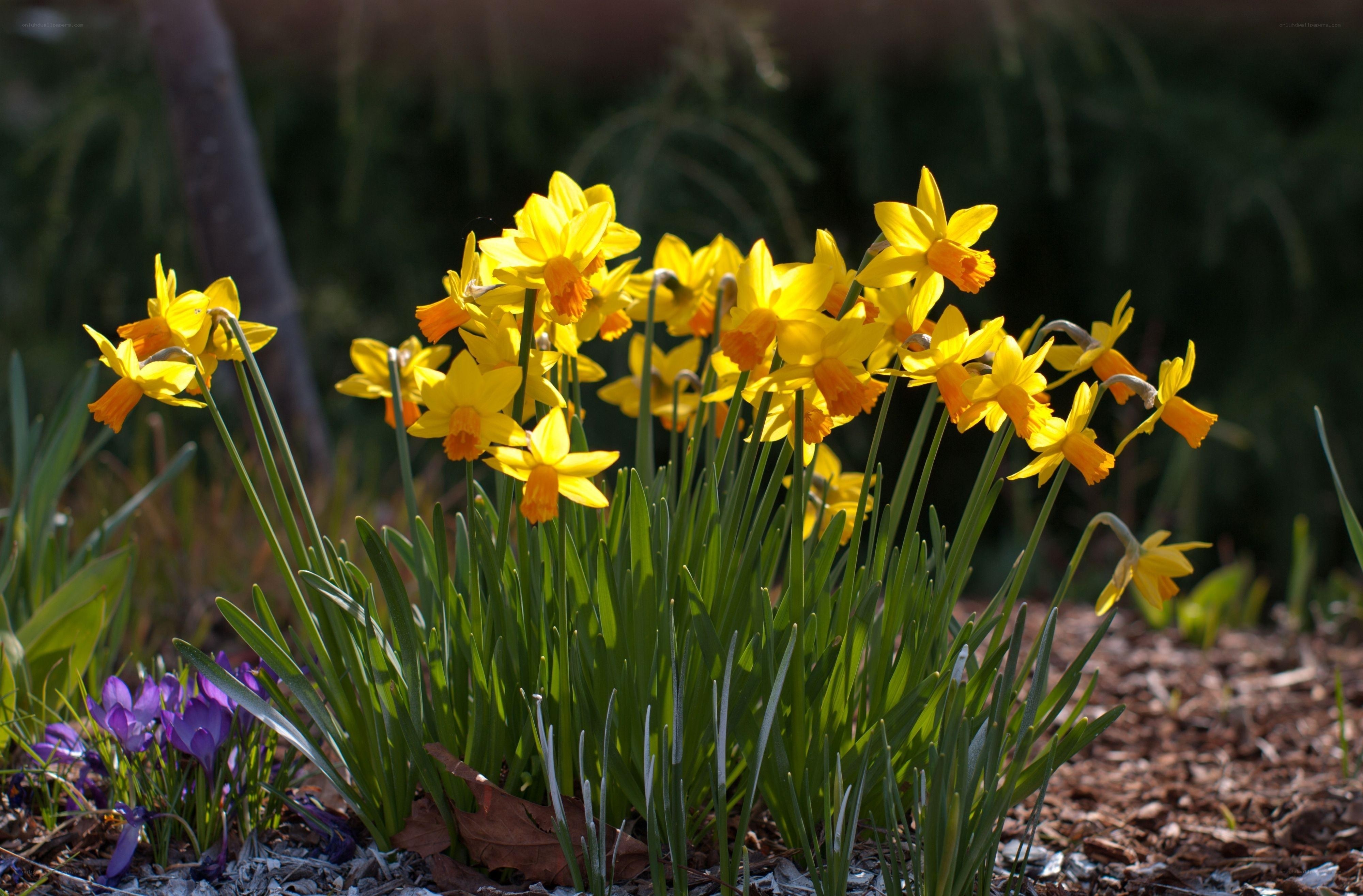 Yellow daffodils in spring