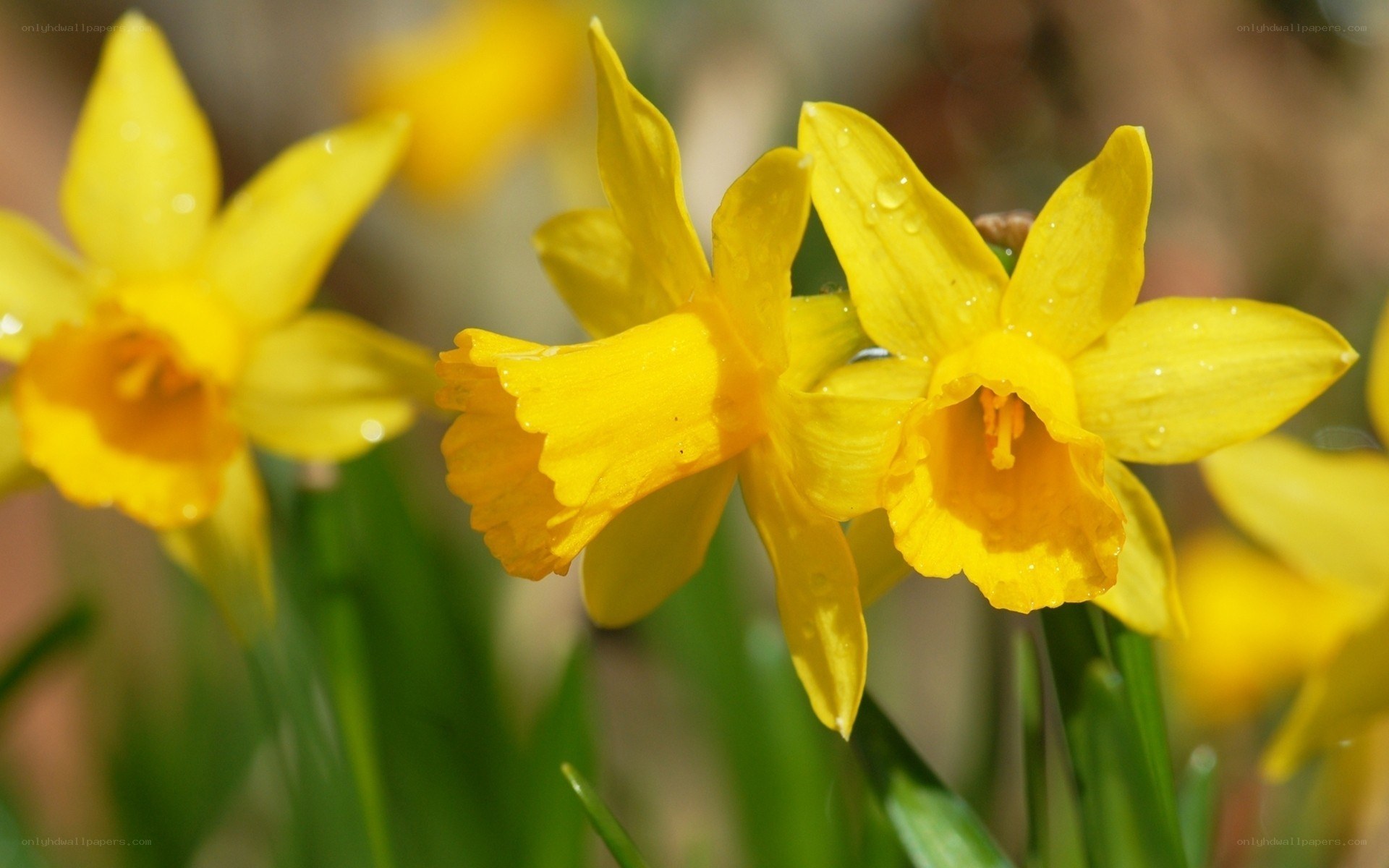 Yellow daffodils in sunlight