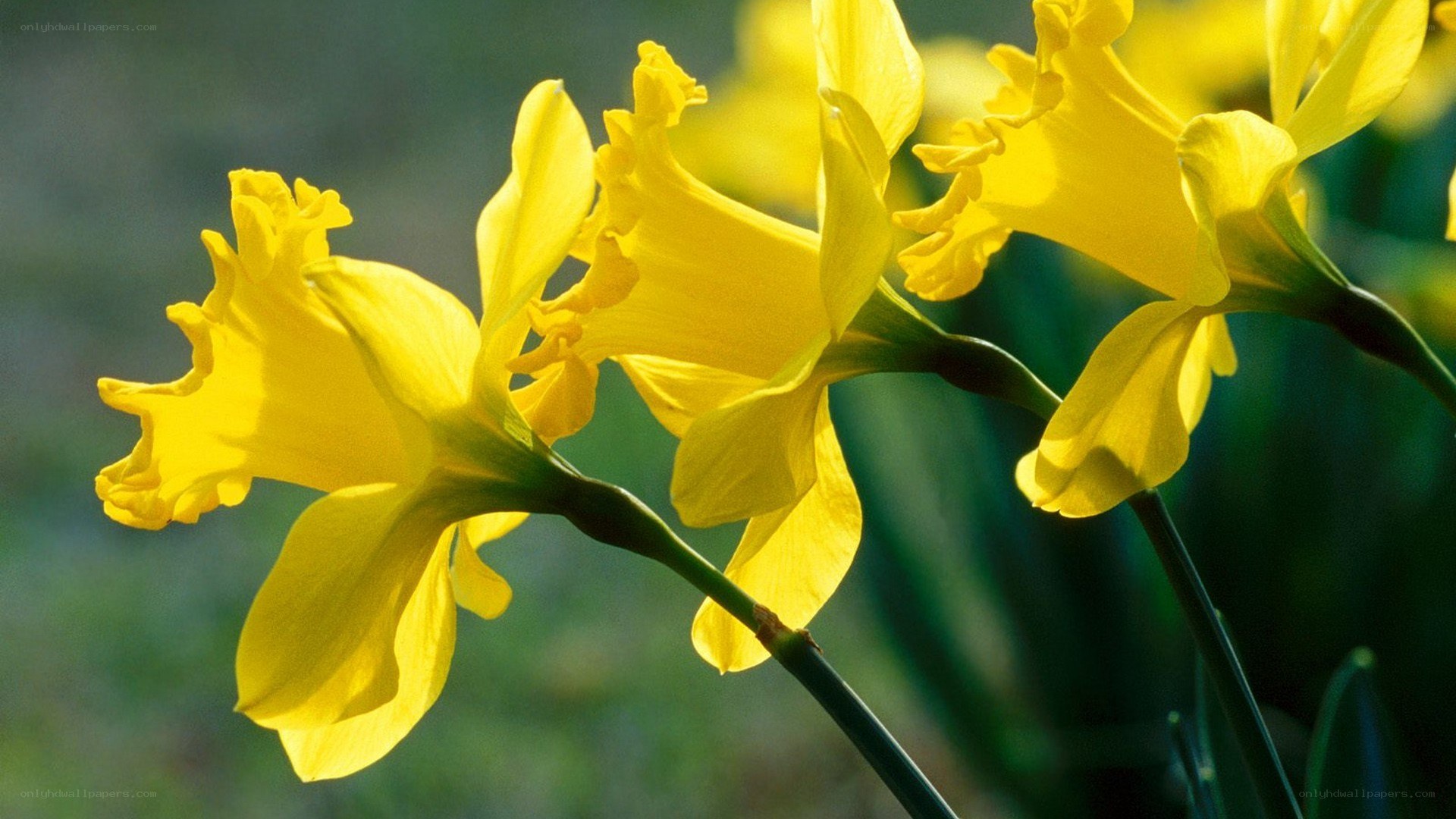 yellow daffodils in sunlight