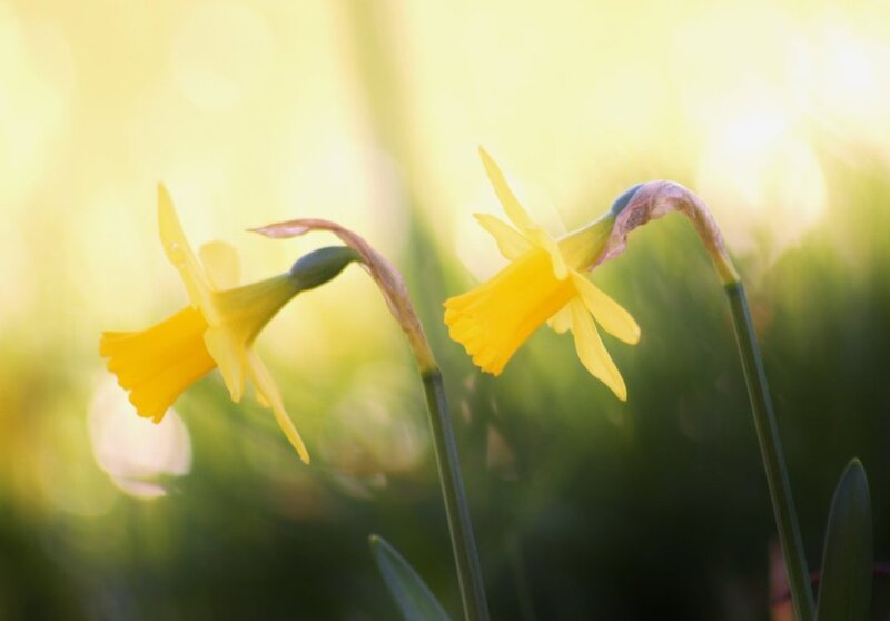 Yellow Daffodils in Sunlight — Serene