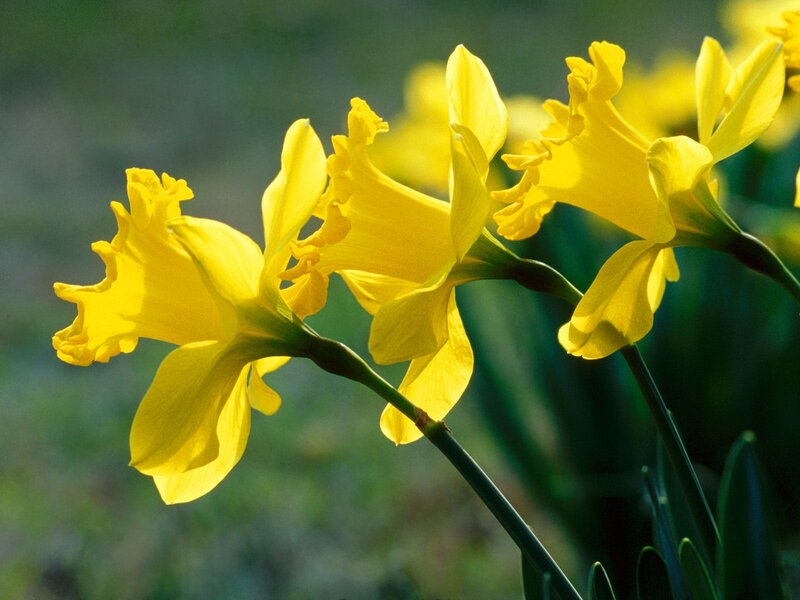 Yellow daffodils in sunlight