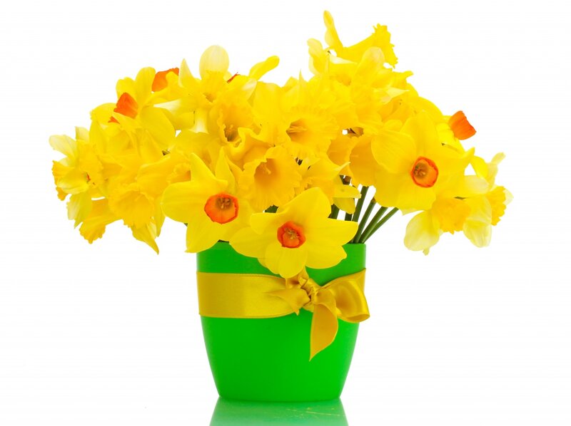 Yellow Daffodils in Vase — Bright, Spring