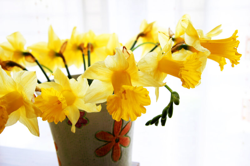 Yellow Daffodils in Vase — Bright