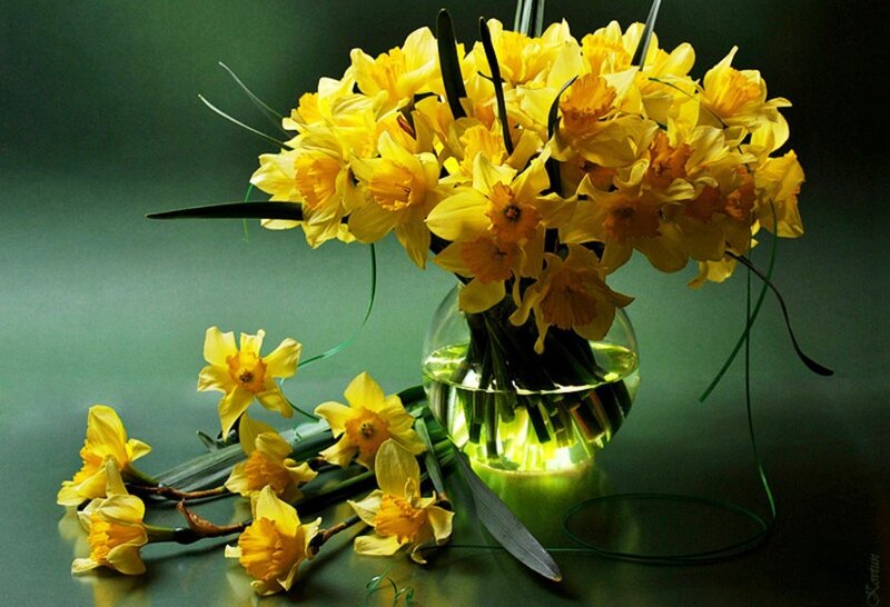 Yellow Daffodils in Vase — Calm, Photograph, Flowers, Table