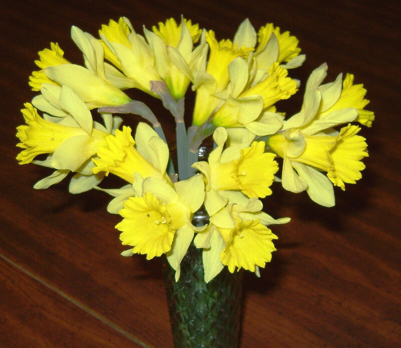 Yellow Daffodils in Vase — Calm, Photograph