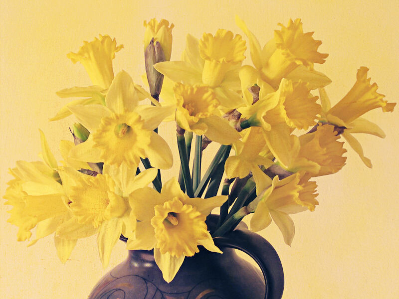 Yellow Daffodils in Vase — Calm, Spring, Photograph