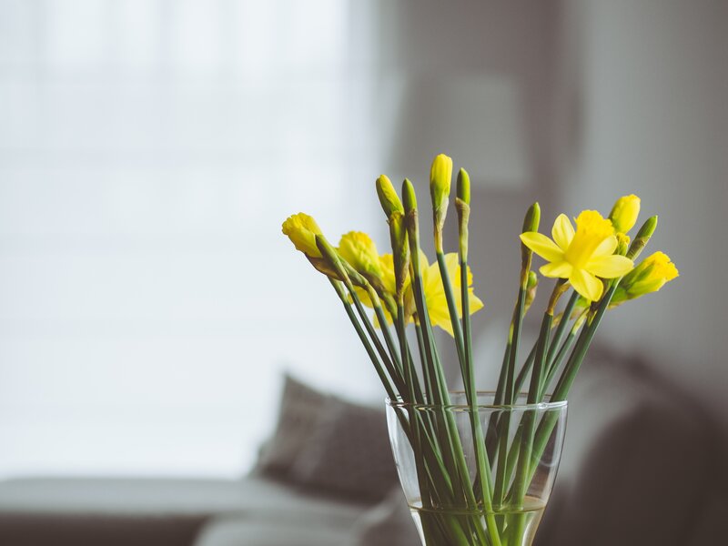 Yellow Daffodils in Vase — Calm, Spring, Photograph, Window