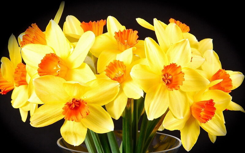Yellow Daffodils in Vase — Dramatic, Photograph, Flowers