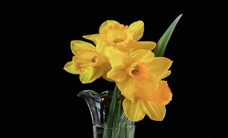 Yellow Daffodils in Vase — Dramatic, Photograph