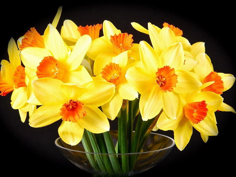 Yellow Daffodils in Vase — Dramatic