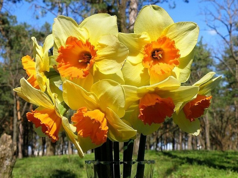 Yellow Daffodils in Vase — Serene, Spring, Photograph