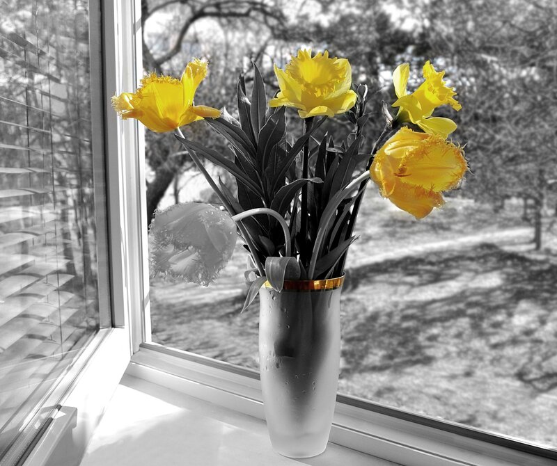 Yellow Daffodils in Vase — Serene, Spring