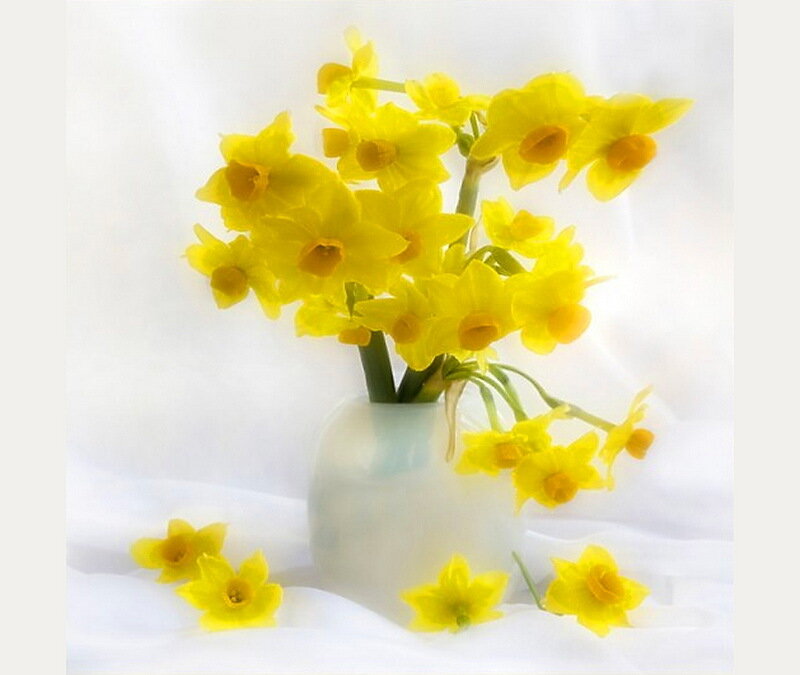 Yellow Daffodils in Vase — Serene
