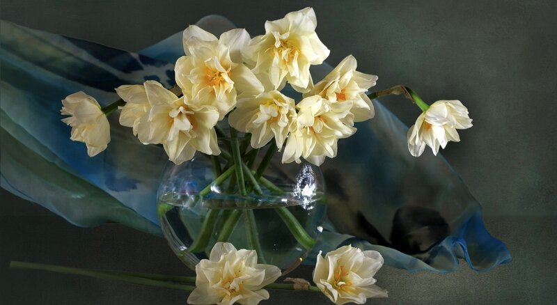 Yellow Daffodils in Vase — White
