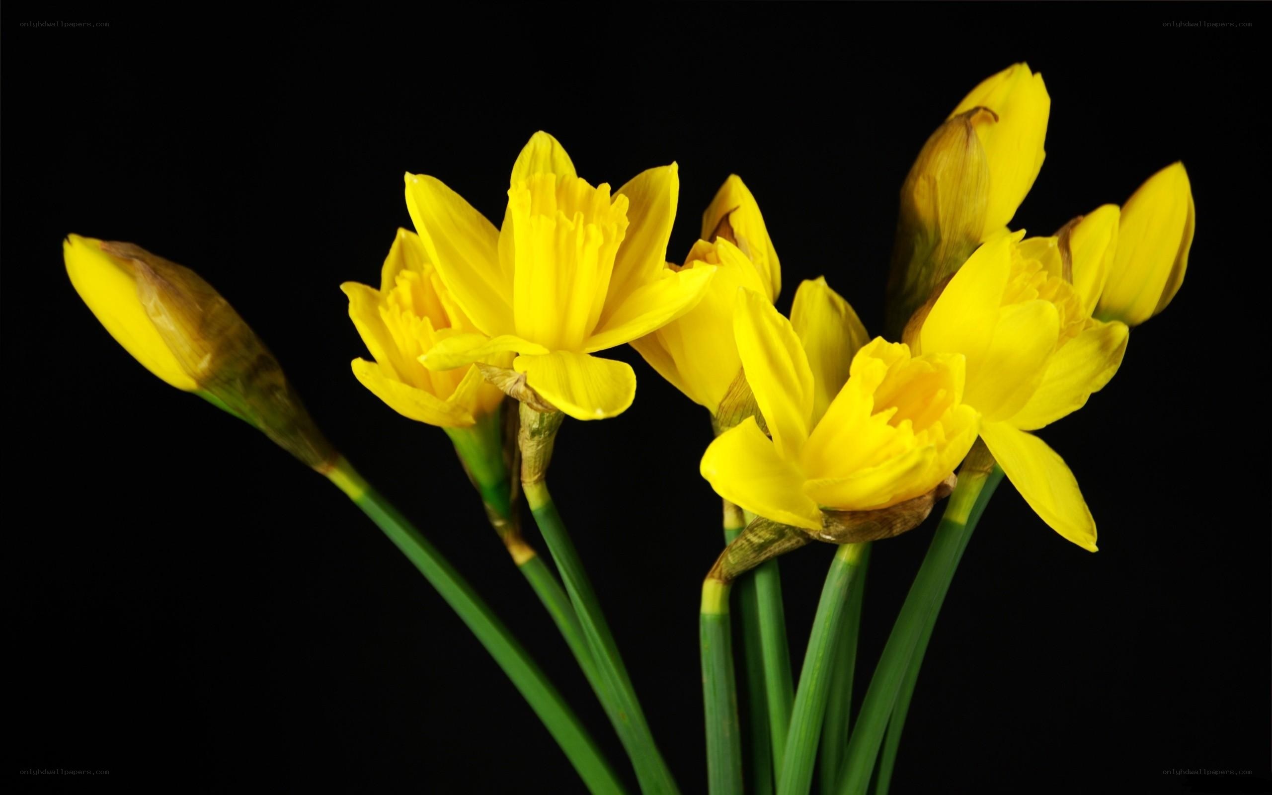 Yellow daffodils on black