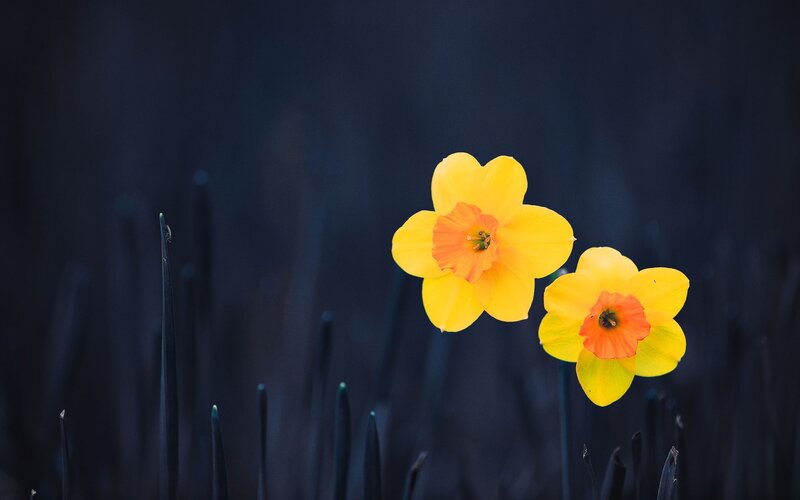 Yellow daffodils on dark background