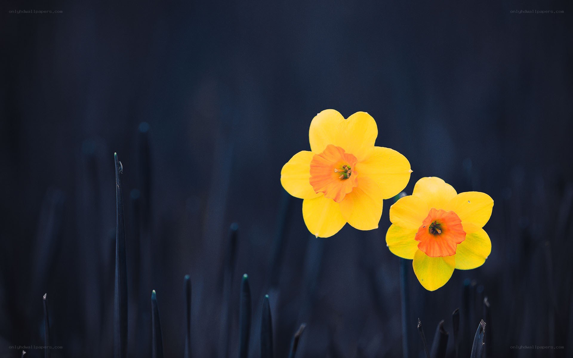 Yellow daffodils on dark background