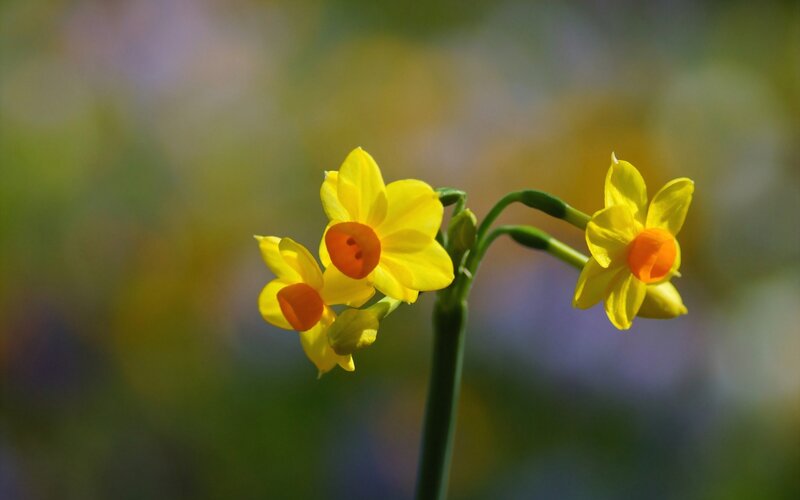 Yellow Daffodils on Stem