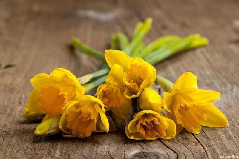 Yellow Daffodils on Wood — Calm