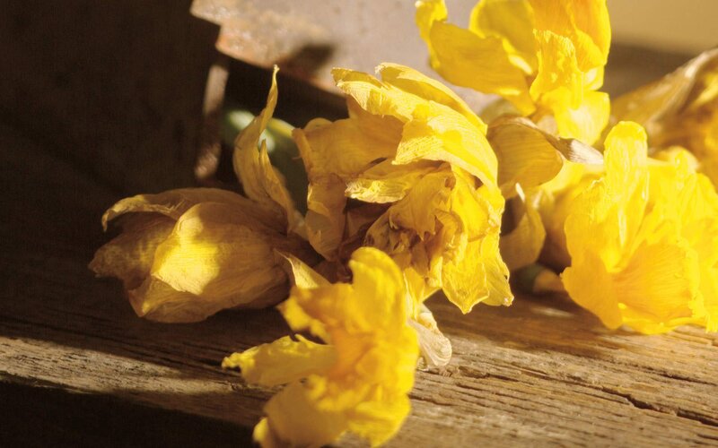 Yellow Daffodils on Wood