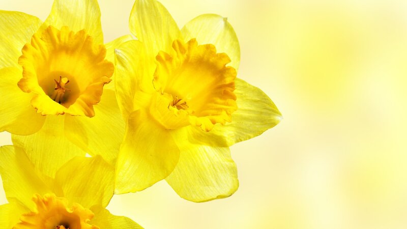 Yellow Daffodils — Serene, Spring, Photograph, Flowers, Petals