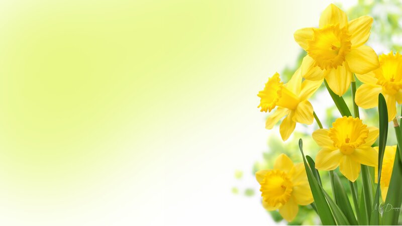 Yellow Daffodils — Serene, Spring, Photograph, Flowers