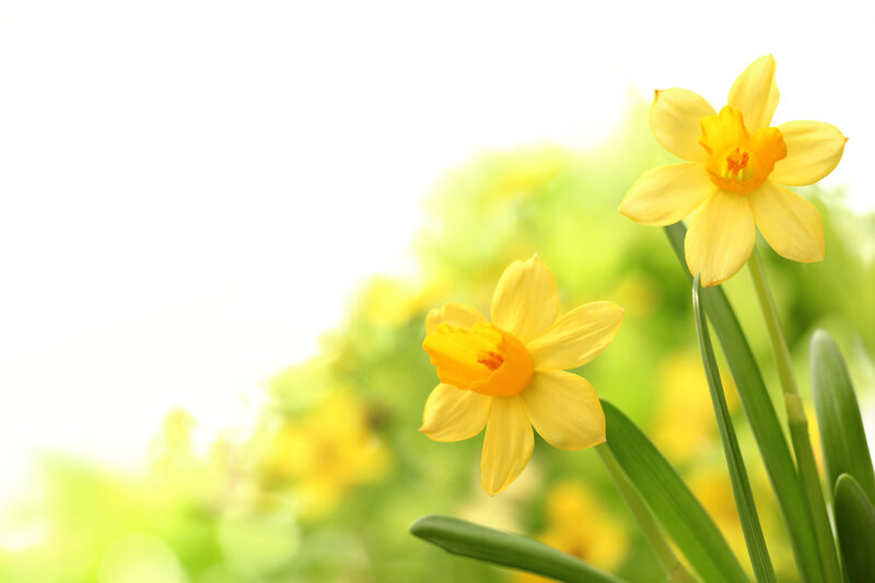 Yellow Daffodils — Serene, Spring, Photograph, Green Leaves