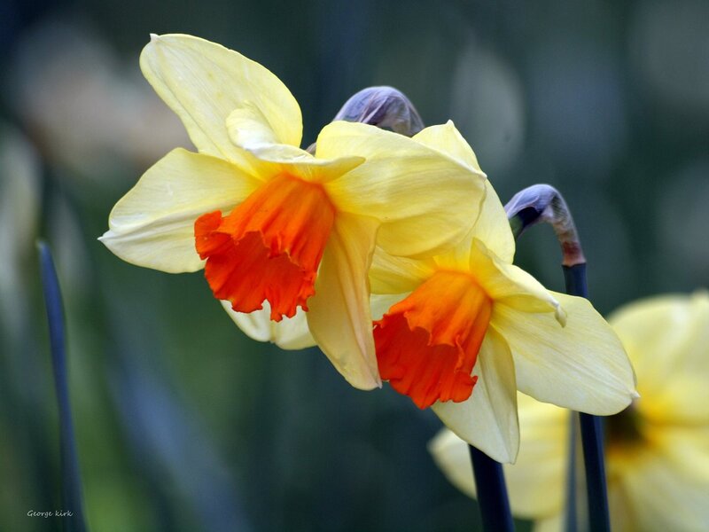 Yellow Daffodils — Serene, Spring, Photograph