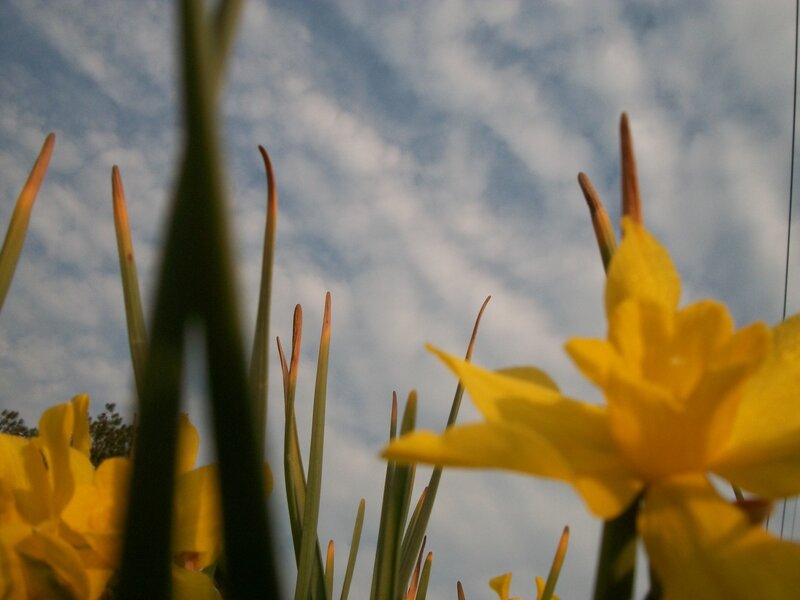 Yellow Daffodils — Serene