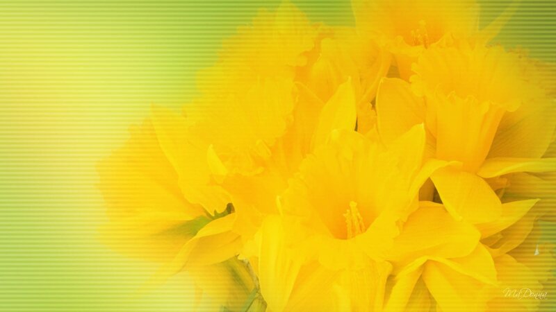 Yellow Daffodils