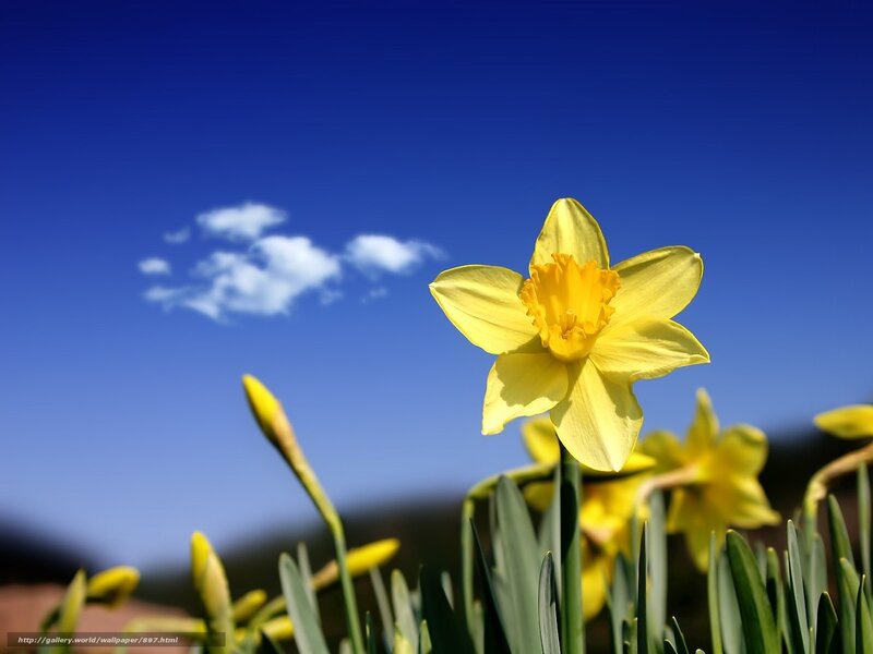 Yellow daffodils under blue sky