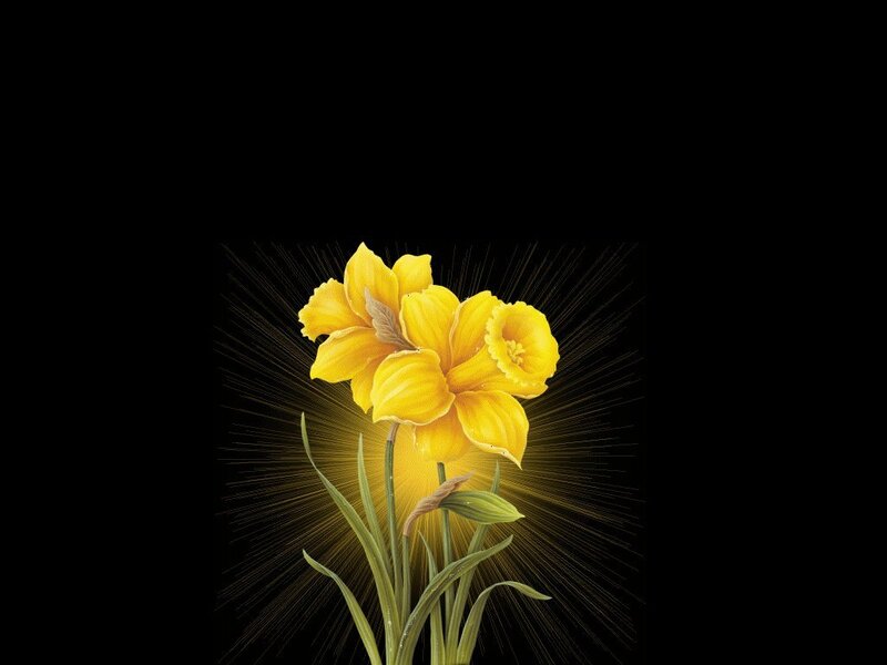 Yellow daffodils with radiant light