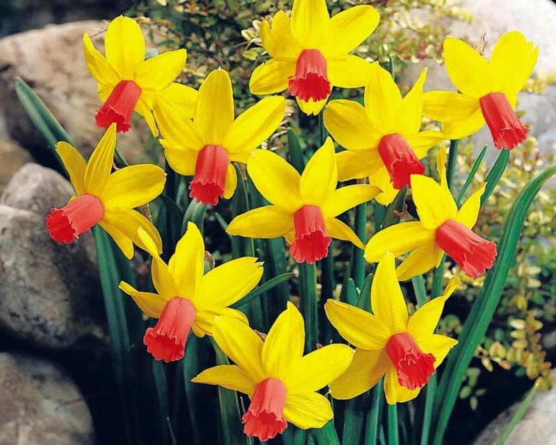 Yellow Daffodils with Red Trumpets