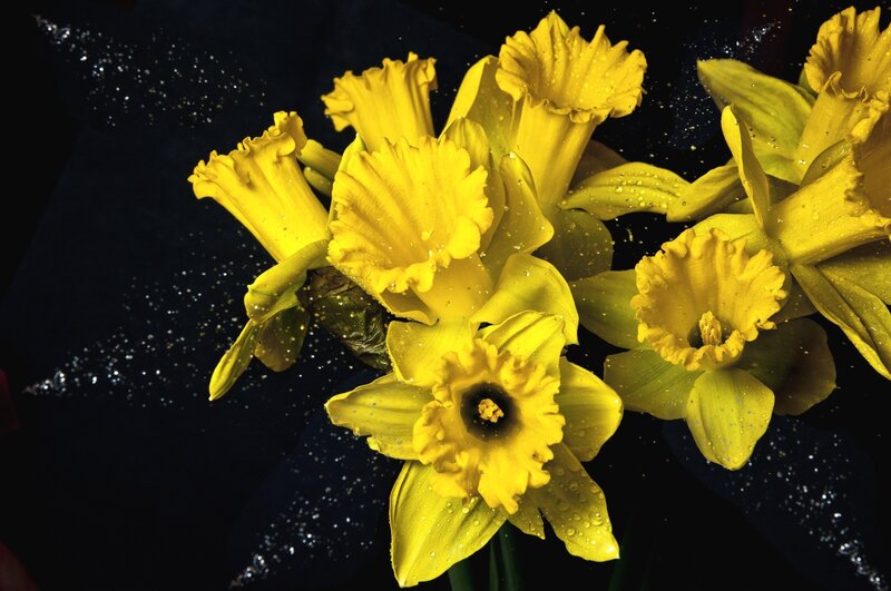 Yellow Daffodils with Water Droplets — Dramatic, Photograph