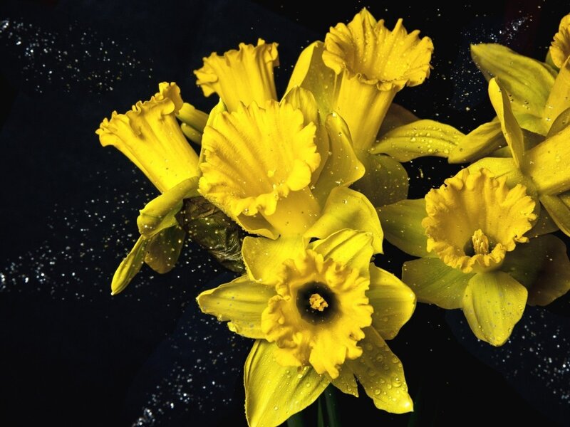 Yellow Daffodils with Water Droplets — Dramatic