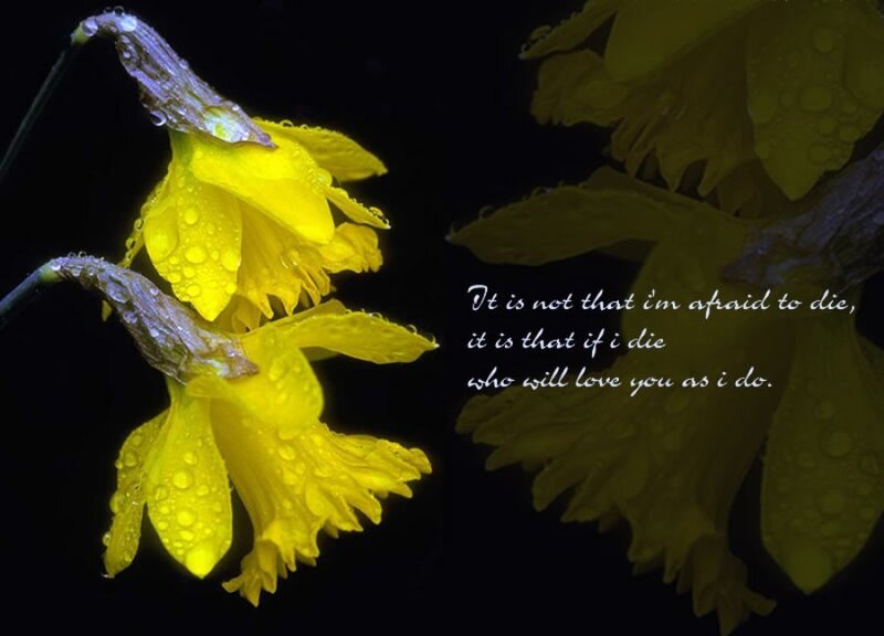 Yellow Daffodils with Water Droplets