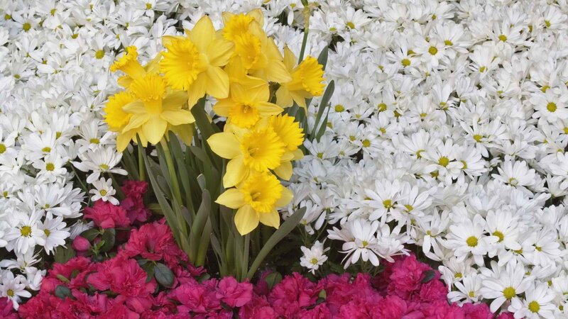 Yellow daffodils with white and pink flowers